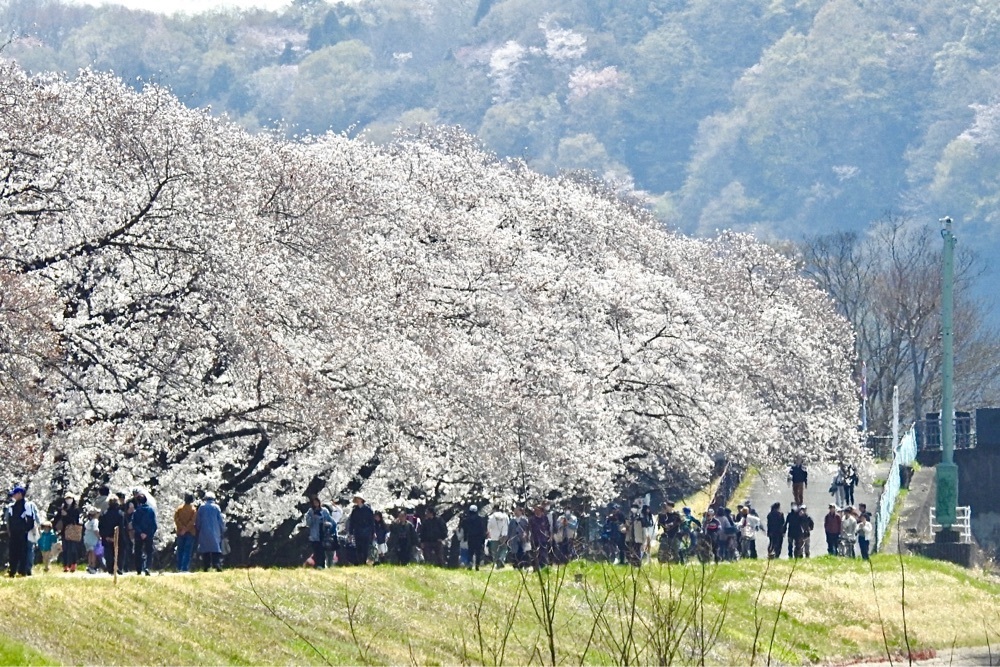 junkunさんが投稿したクリエイトSD 福生南田園店（CREATE）に関する口コミの画像