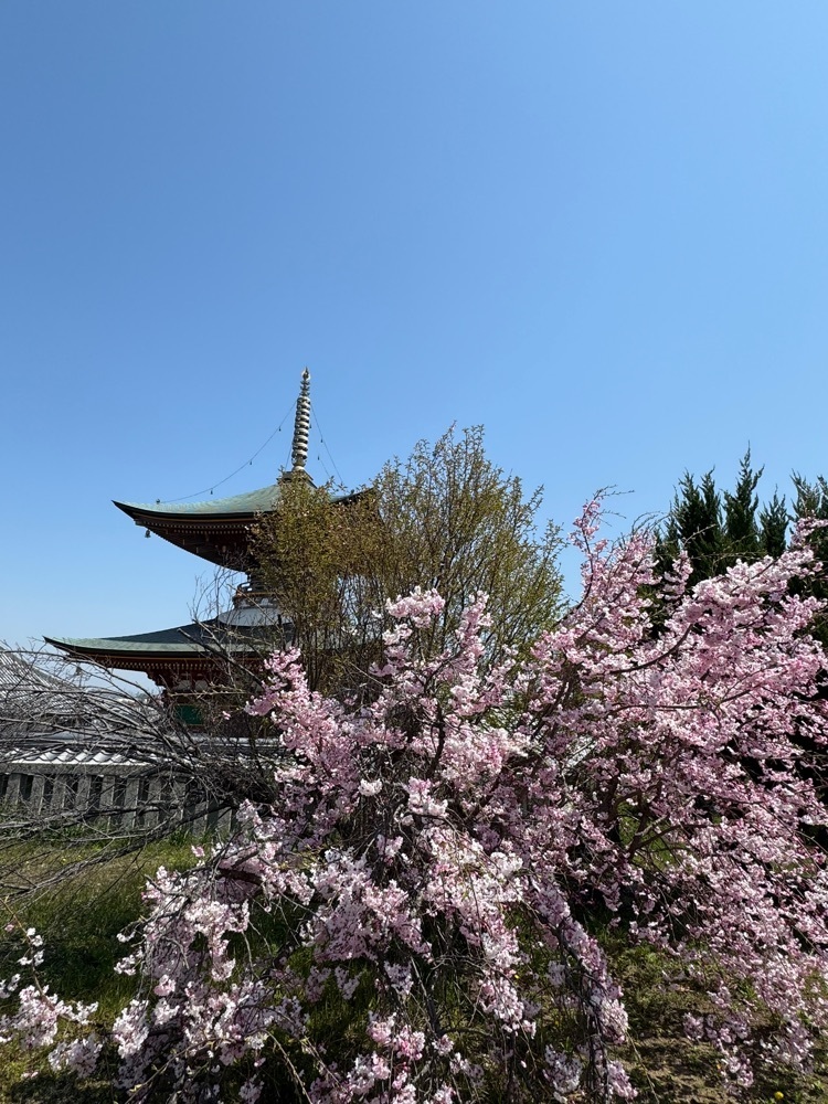 miku_ru 210さんが投稿した久米田寺に関する口コミの画像