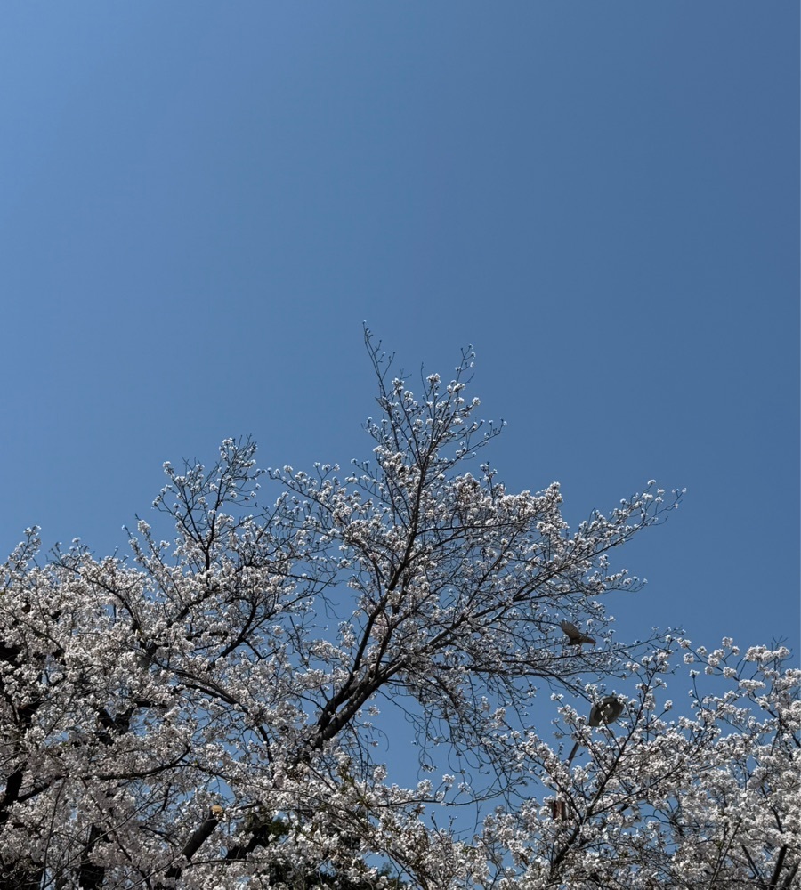 miku_ru 210さんが投稿した久米田寺に関する口コミの画像