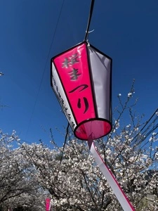 旭ケ岡公園の桜