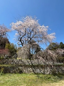 神原のシダレ桜