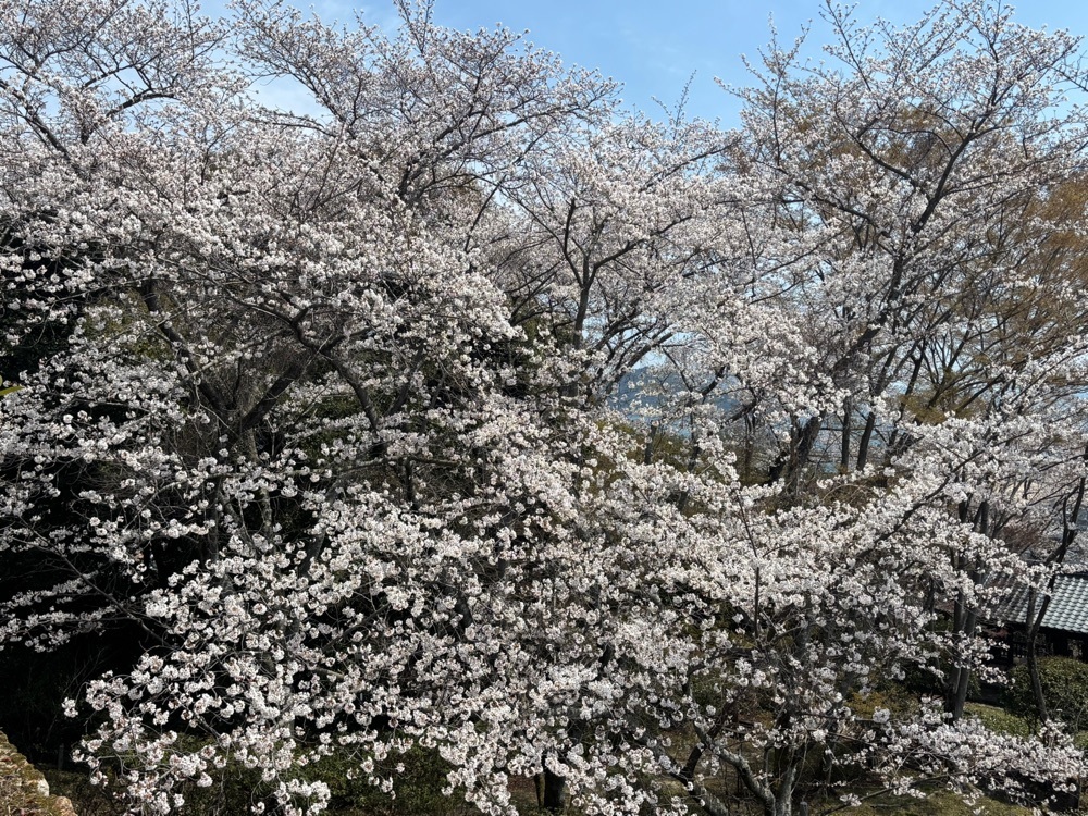 みーなさんが投稿した亀居公園に関する口コミの画像