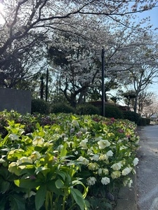 ときわ公園／サクラ