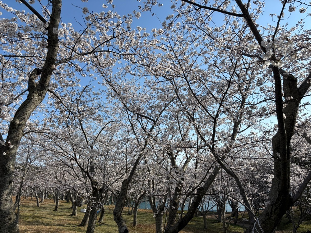 みーなさんが投稿したときわ公園／サクラに関する口コミの画像