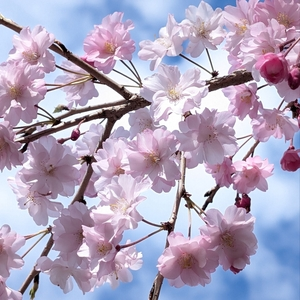 本庄総合公園