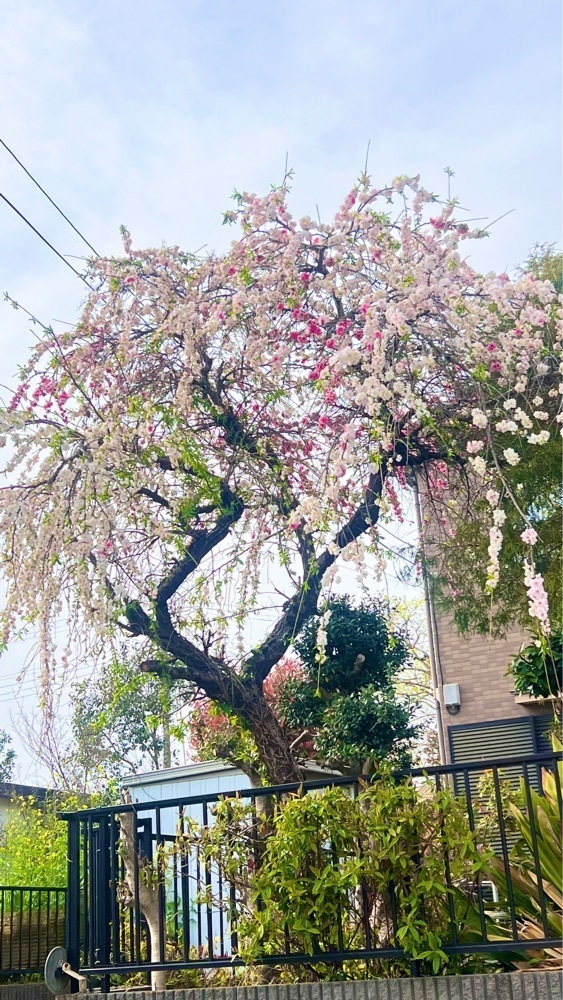 miiさんが投稿した成嶋いちご園に関する口コミの画像