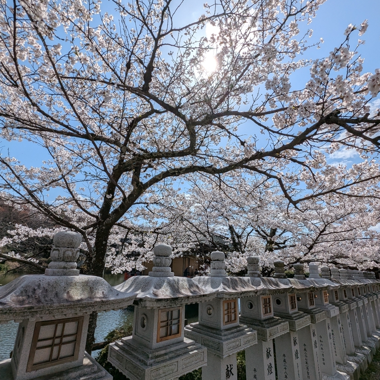 ぬっくさんが投稿した安倍文殊院（アベノモンジュイン）に関する口コミの画像
