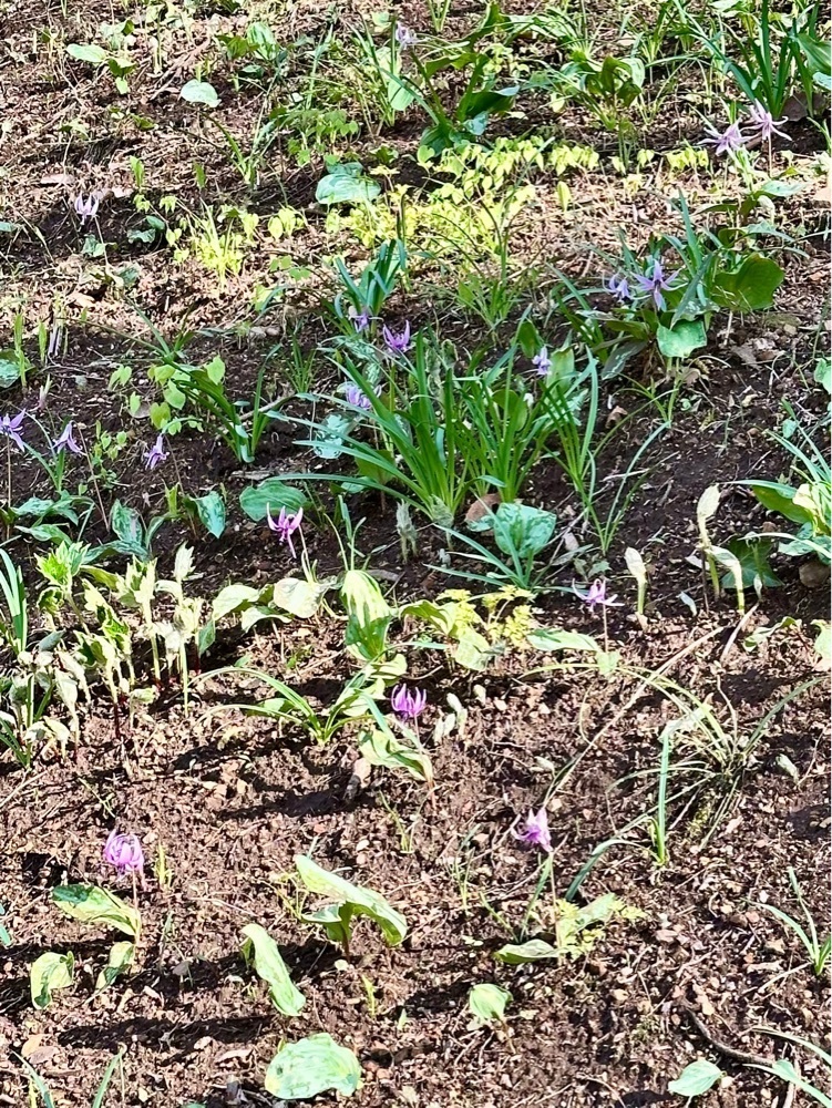 からっ風②さんが投稿した岩宿の里カタクリに関する口コミの画像