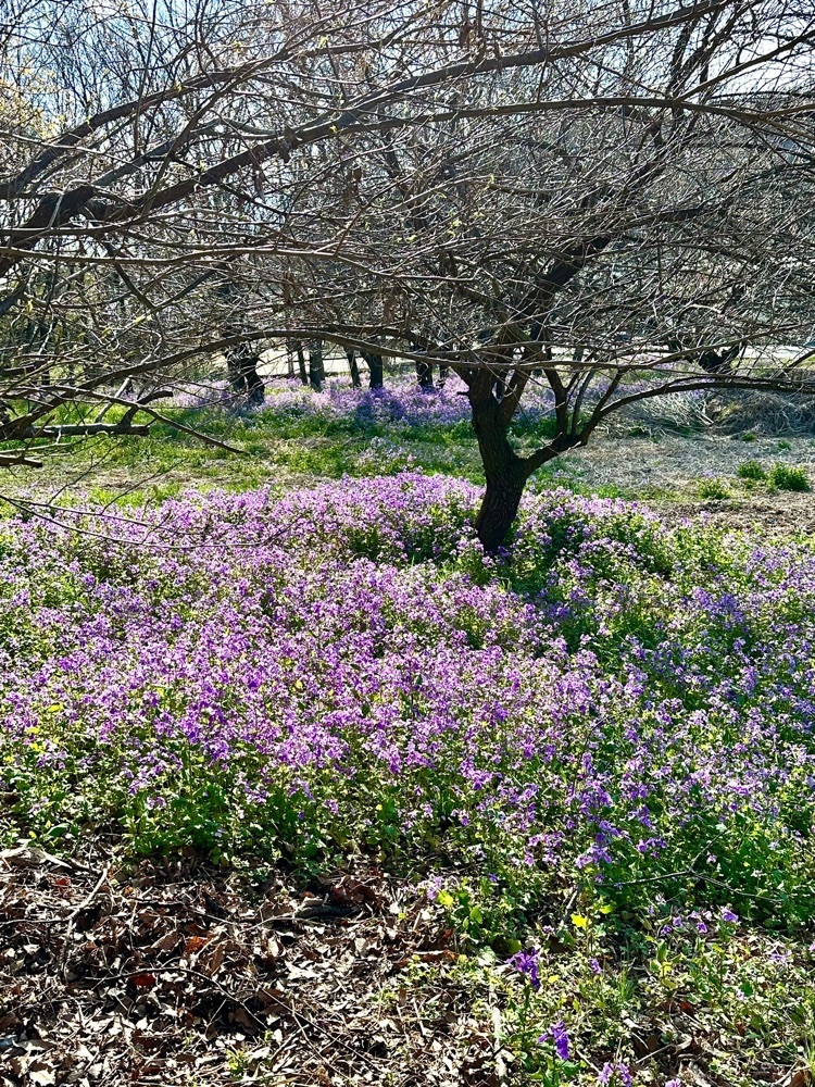 からっ風②さんが投稿した岩宿の里カタクリに関する口コミの画像