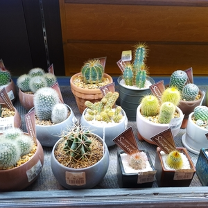 カインズ 本庄早稲田店