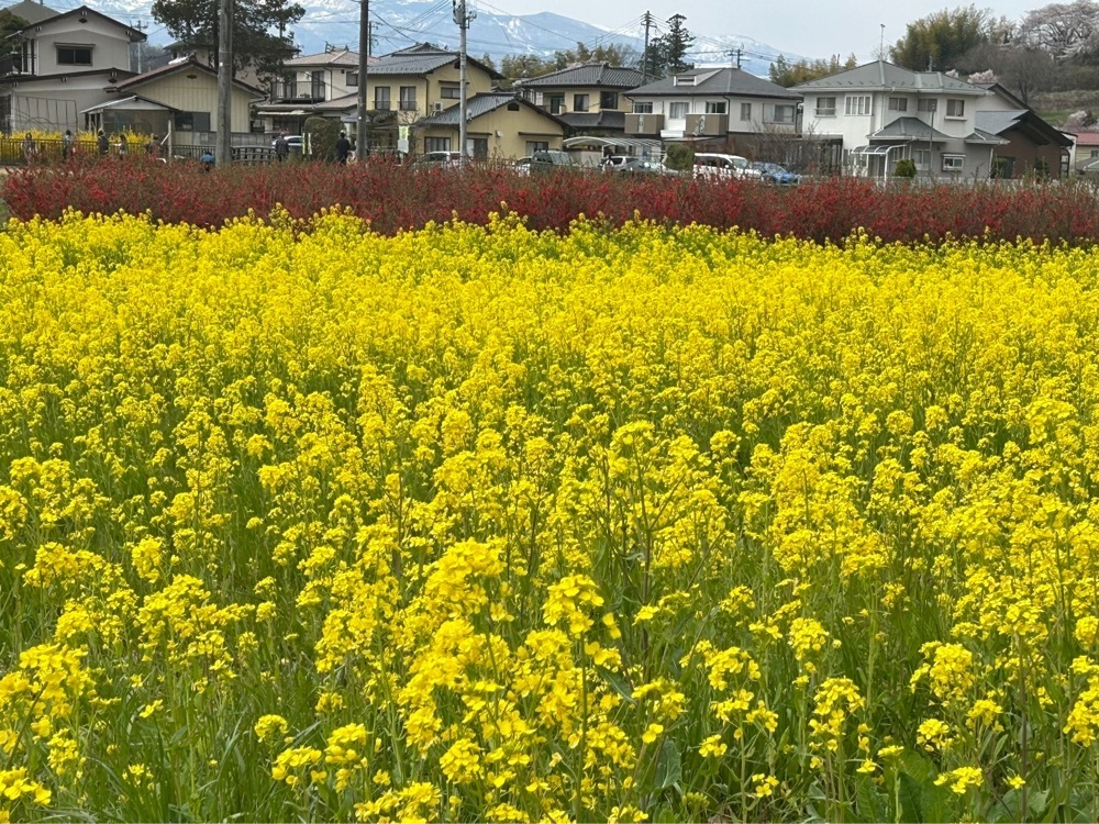 choco mintさんが投稿した福島市小鳥の森に関する口コミの画像