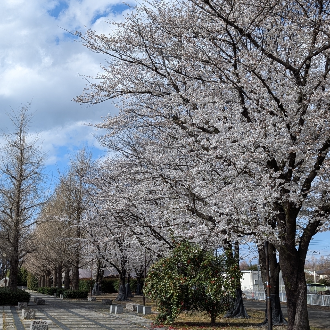 Pさんが投稿した本庄総合公園に関する口コミの画像