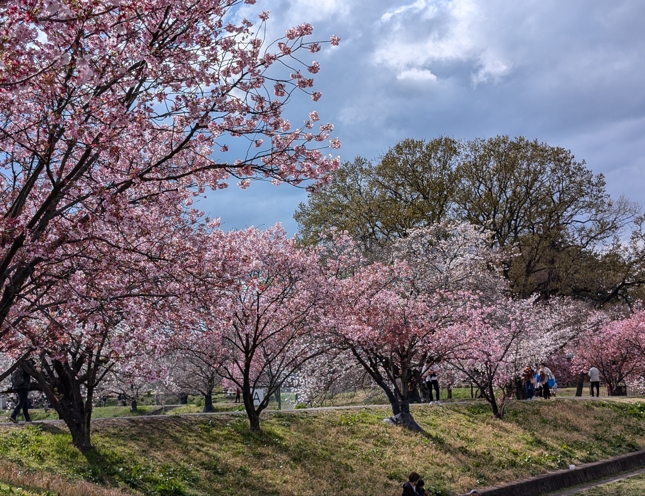 Pさんが投稿した本庄総合公園に関する口コミの画像