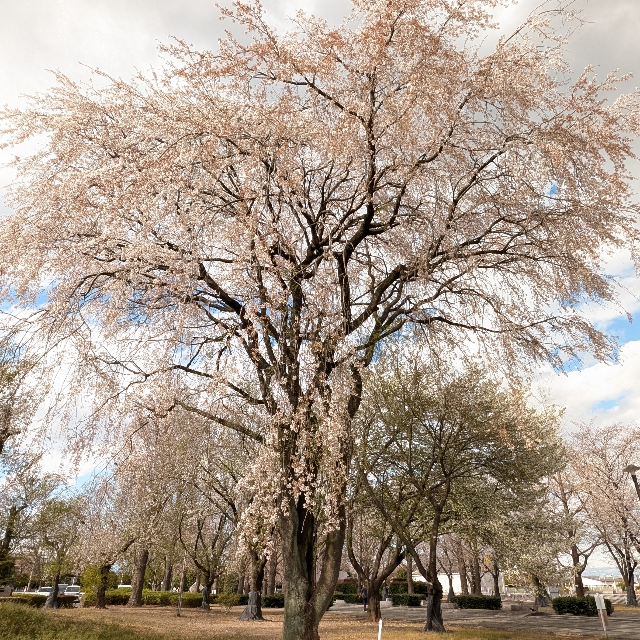 Pさんが投稿した本庄総合公園に関する口コミの画像