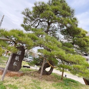家康公松鎧掛松