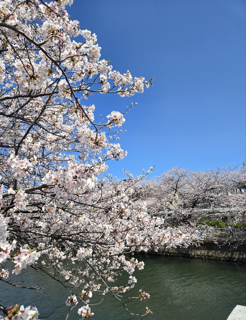 じゅりぽんさんが投稿した大横川親水公園に関する口コミの画像