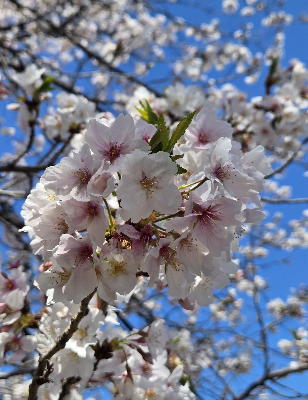 じゅりぽんさんが投稿した大横川親水公園に関する口コミの画像