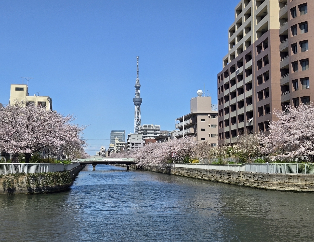 じゅりぽんさんが投稿した大横川親水公園に関する口コミの画像