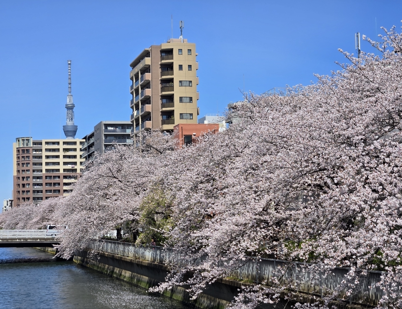 じゅりぽんさんが投稿した大横川親水公園に関する口コミの画像