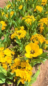 あけぼの山農業公園 8枚目