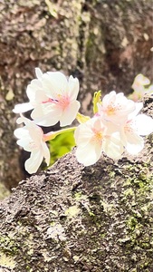 あけぼの山農業公園 5枚目