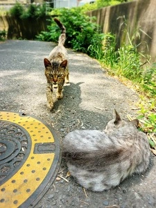 田代島