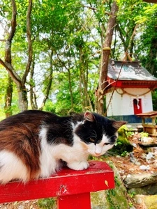 猫神社
