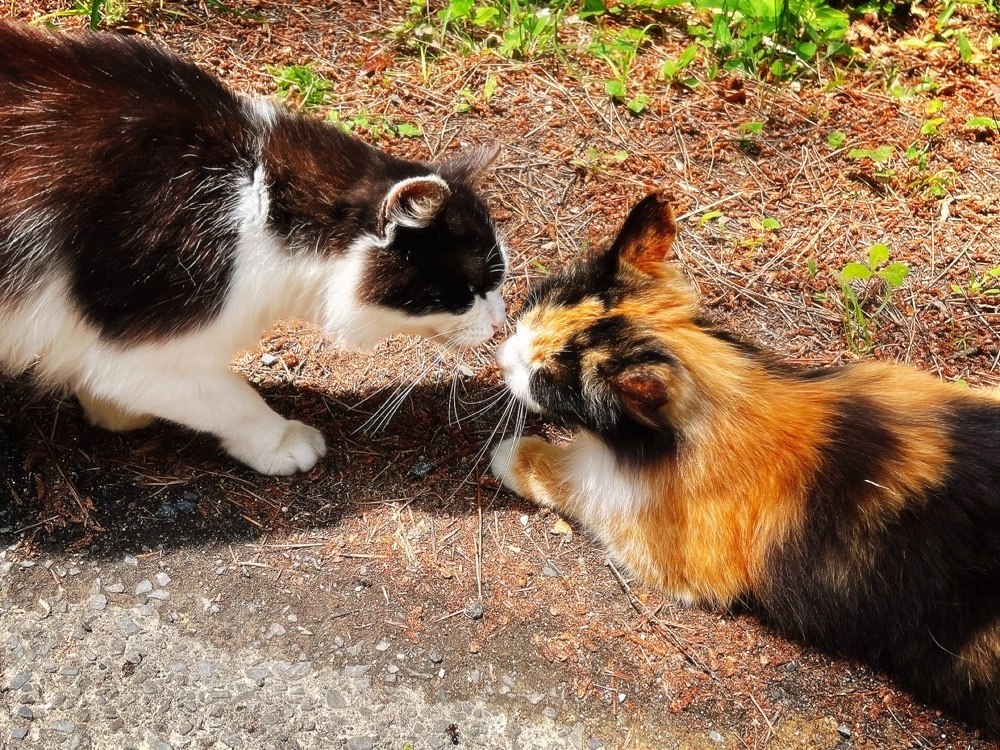 猫なぎ。さんが投稿した猫神社に関する口コミの画像