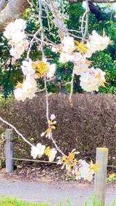 あけぼの山農業公園 3枚目