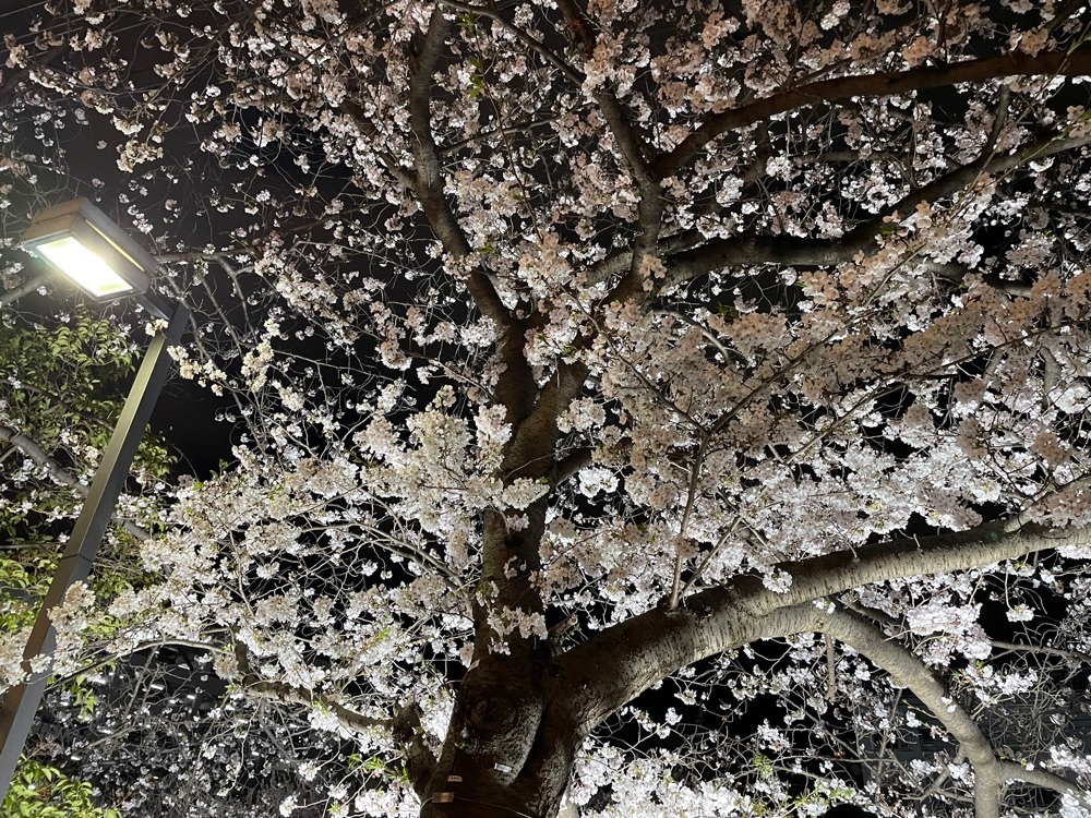 fumiさんが投稿したさくら通りに関する口コミの画像