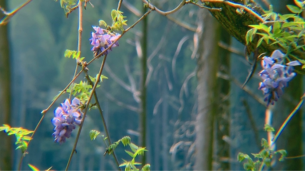 兎きちさんが投稿した法華嶽薬師寺に関する口コミの画像