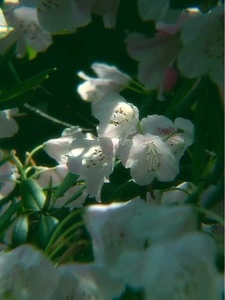 法華嶽公園
