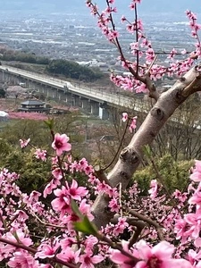 花鳥山