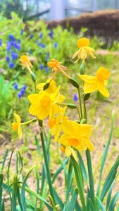 あけぼの山農業公園 2枚目