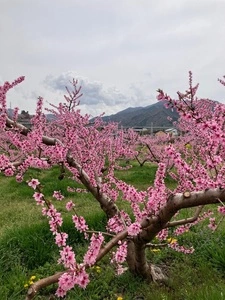 黎明荘