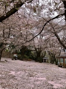 花鳥山一本杉の桜