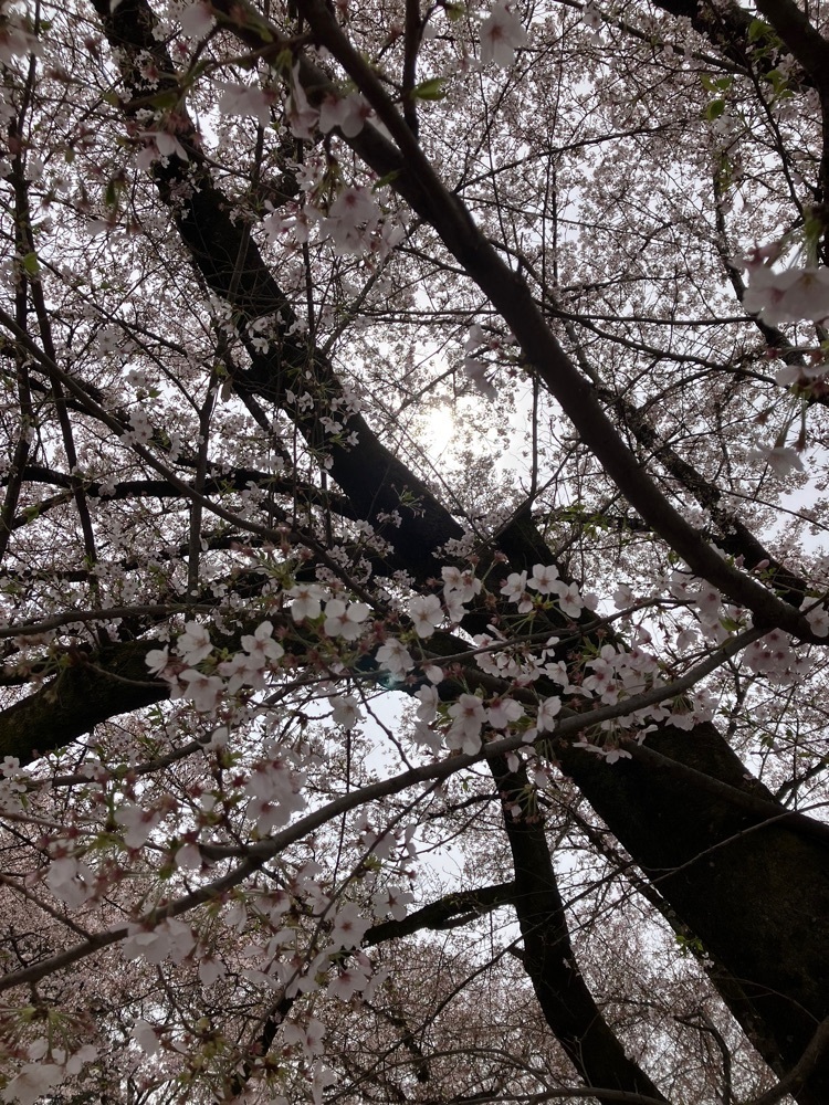 Nさんが投稿した花鳥山一本杉の桜に関する口コミの画像