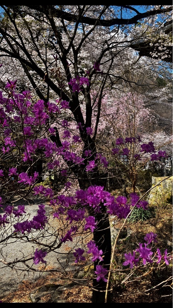 take.aさんが投稿した景徳院に関する口コミの画像