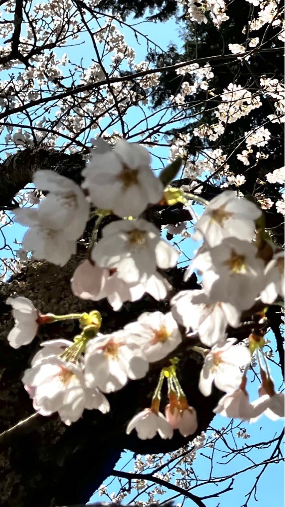 take.aさんが投稿した景徳院に関する口コミの画像