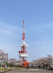 湘南平の桜