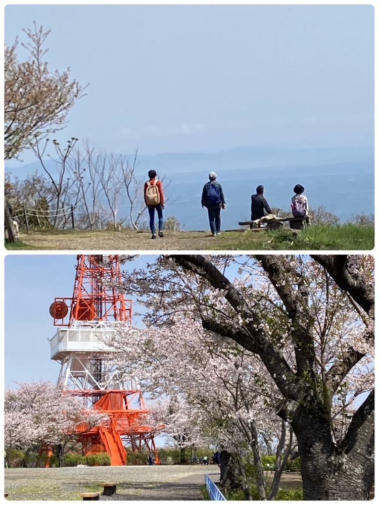 delicious_museum_7212さんが投稿した湘南平の桜に関する口コミの画像
