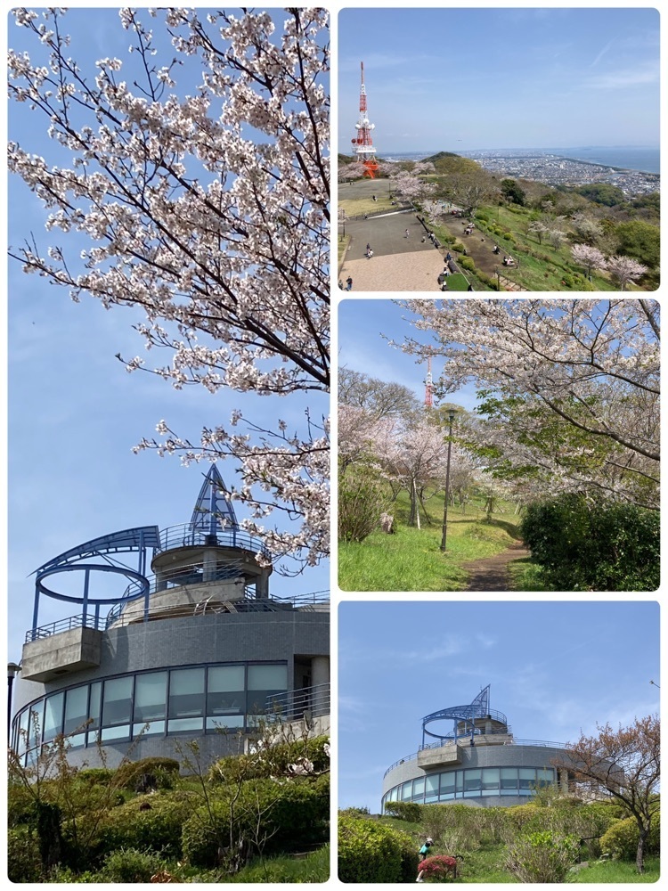 delicious_museum_7212さんが投稿した湘南平の桜に関する口コミの画像