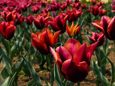 火の山公園 6枚目