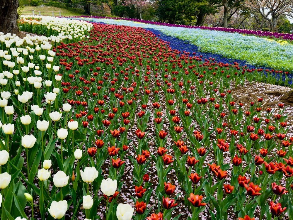 surumeさんが投稿した火の山公園に関する口コミの画像