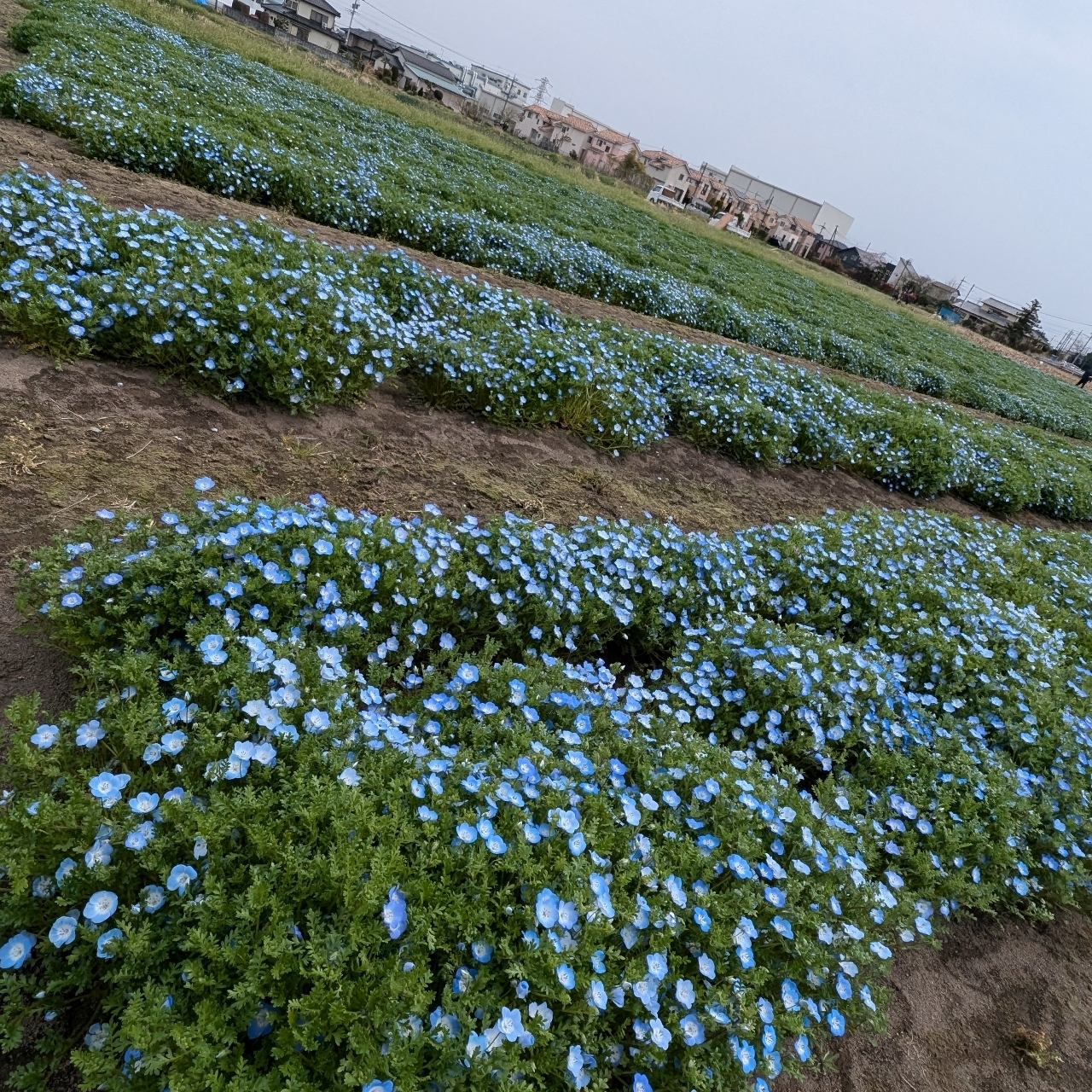 Pさんが投稿したアンドグリーンカフェ（&greenCAFE）に関する口コミの画像