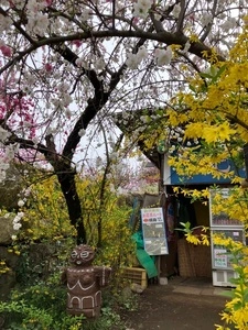 一宮町の桃の花
