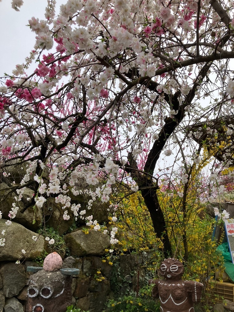 Nさんが投稿した一宮町の桃の花に関する口コミの画像
