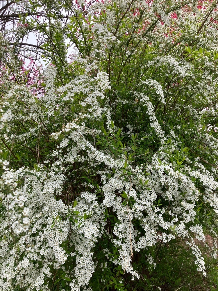 Nさんが投稿した一宮町の桃の花に関する口コミの画像