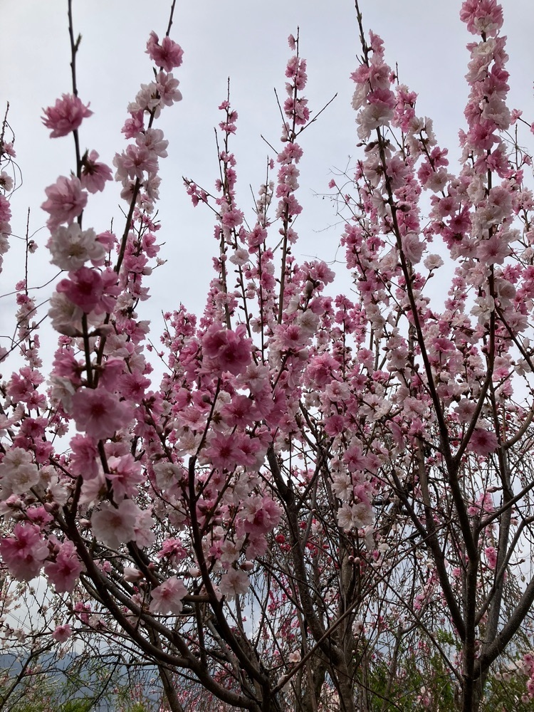 Nさんが投稿した一宮町の桃の花に関する口コミの画像