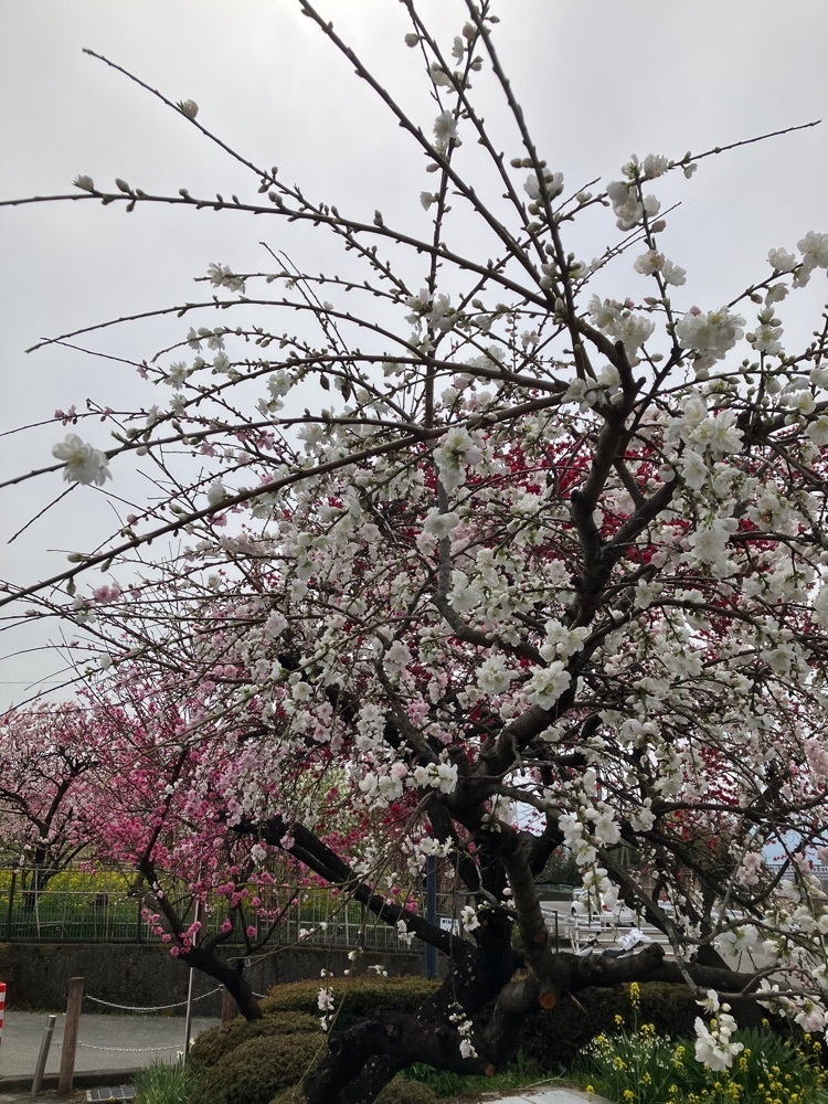 Nさんが投稿した一宮町の桃の花に関する口コミの画像